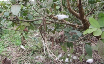 Loài "sát thủ" tàn phá vùng ổi làm búp rụng, quả khô cần phòng trừ thế nào?