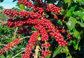 Giá nông sản hôm nay (14/2): Cà phê tăng đồng loạt giá tiêu chững lại quanh mức 59.000 - 62.000 đồng/kg