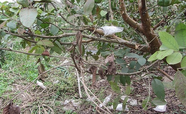 Bọ xít muỗi tàn phá vùng ổi làm thất thu 50% sản lượng so với mọi năm.