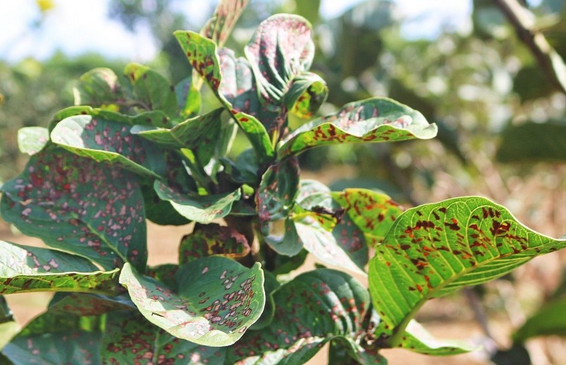 Lá ổi bị bọ xít muỗi tàn phá.