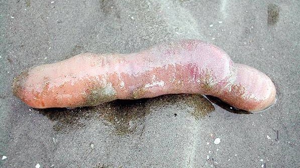 Những món đặc sản có hình dáng nhạy cảm, khiến thực khách đỏ mặt khi nếm thử