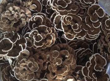 Trồng thành công loại nấm dược liệu quý bán 1,5 triệu/kg, nhà nông áp dụng thế nào?