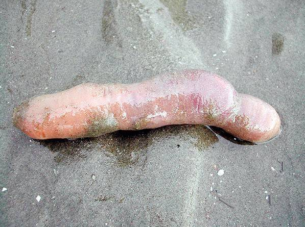 Những món đặc sản có hình dáng nhạy cảm, khiến thực khách đỏ mặt khi nếm thử Những món đặc sản có hình dáng nhạy cảm, khiến thực khách đỏ mặt khi nếm thử