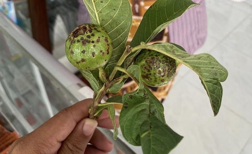 Những trái ổi non bị bọ xít muỗi phá hại.