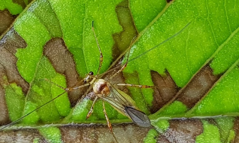 Bọ xít muỗi gây hại lớn nhưng không quá khó để phòng trừ.