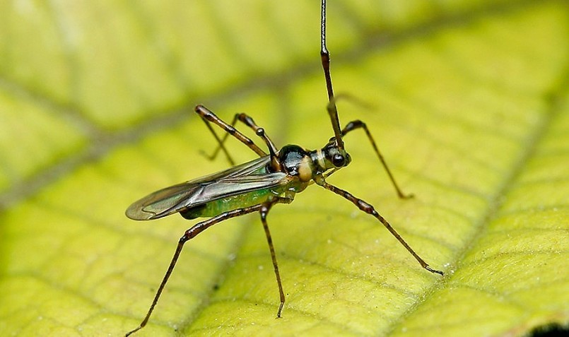 Phòng trừ bọ xít muỗi bằng cách bảo vệ các loài thiên địch và kết hợp phun thuốc BVTV theo nguyên tắc 4 đúng.