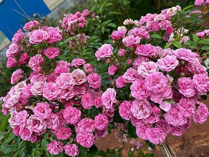 Hoa hồng trở thành biểu tượng của tình yêu Hoa hồng trở thành biểu tượng của tình yêu