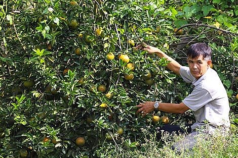 Cam sành rớt giá thảm, hội Nông dân Vĩnh Long tham gia "giải cứu" cho nhà vườn