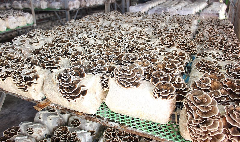 Mô hình trồng nấm Vân chi tại Trung tâm Ứng dụng và Đổi mới sáng tạo tỉnh Vĩnh Phúc.