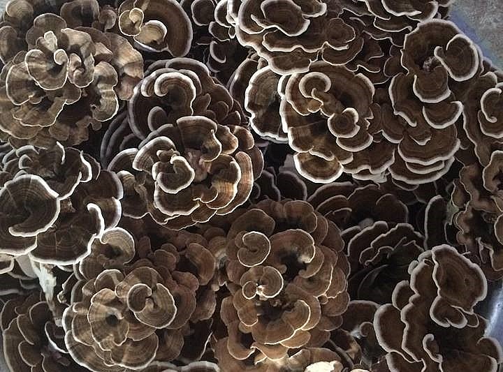 Nấm vân chi cung cấp nhiều thành phần rất tốt cho sức khỏe con người được trồng thành công tại Vĩnh Phúc.