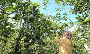 Cam sành rớt giá thảm, hội Nông dân Vĩnh Long tham gia "giải cứu" cho nhà vườn