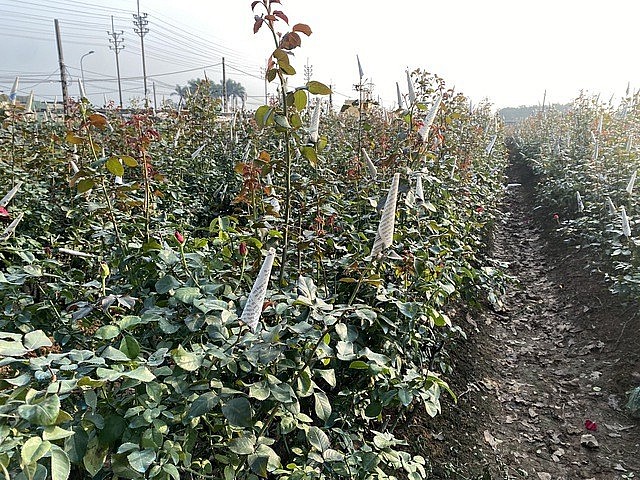 Hoa hồng Tây Tựu được bán ở Hà Nội và nhiều địa phương khác Hoa hồng Tây Tựu được bán ở Hà Nội và nhiều địa phương khác