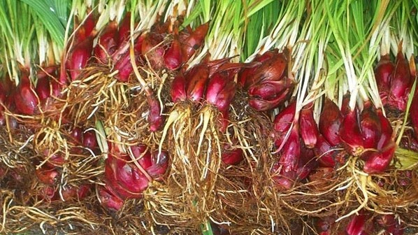 Loại củ nghe tên đã thấy "quý hiếm", người có tiền muốn mua không phải dễ