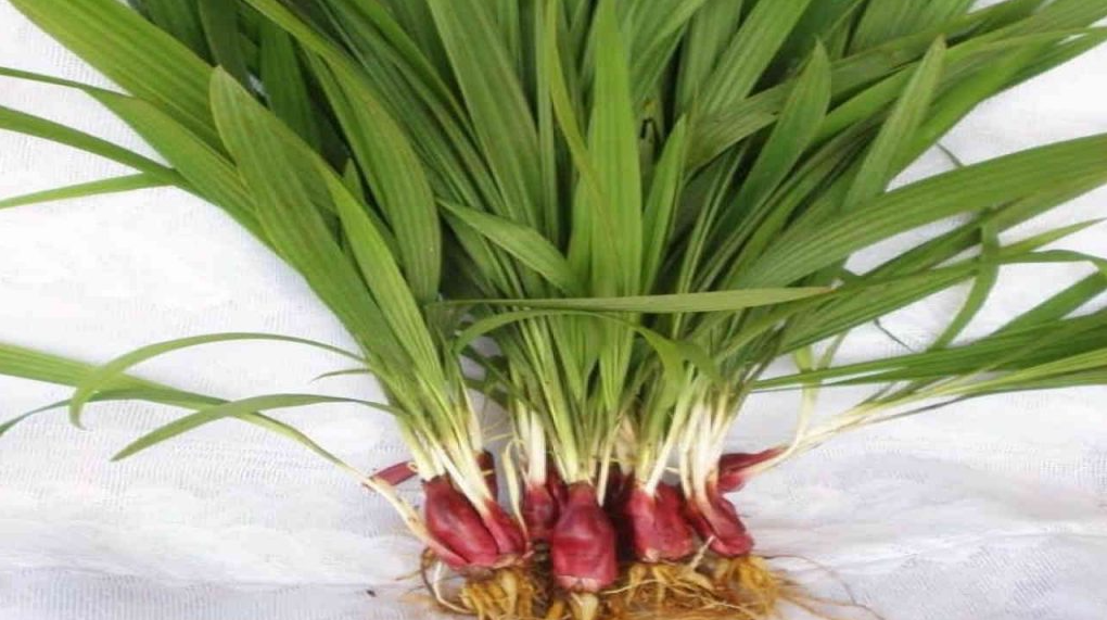 Khiếp hãi đặc sản độc nhất chỉ có ở Thanh Hóa, khiến không ít người phải sởn da gà