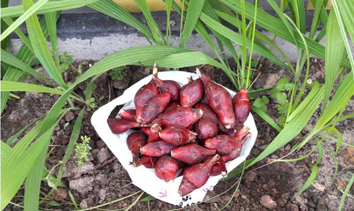 Khiếp hãi đặc sản độc nhất chỉ có ở Thanh Hóa, khiến không ít người phải sởn da gà