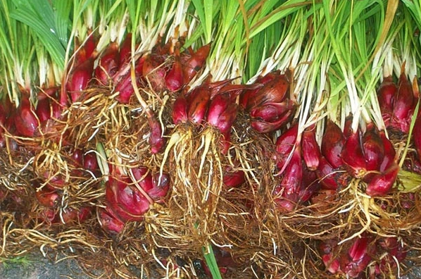 Khiếp hãi đặc sản độc nhất chỉ có ở Thanh Hóa, khiến không ít người phải sởn da gà