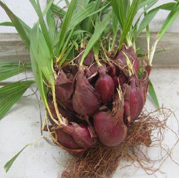 Khiếp hãi đặc sản độc nhất chỉ có ở Thanh Hóa, khiến không ít người phải sởn da gà