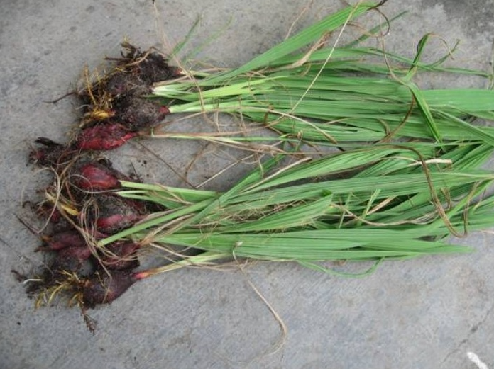 Khiếp hãi đặc sản độc nhất chỉ có ở Thanh Hóa, khiến không ít người phải sởn da gà