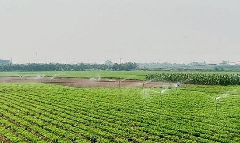 Vùng trồng cà rốt của ông Tới được đầu tư hiện đại, cơ giới hóa các khâu sản xuất.