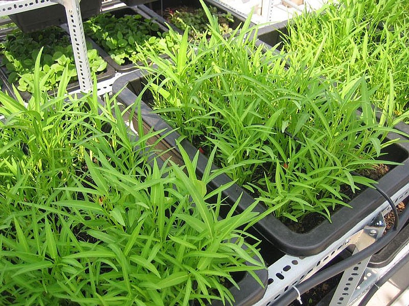 Thu hoạch rau muống Thu hoạch rau muống