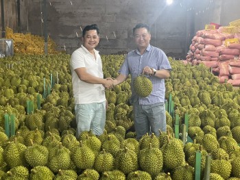 Vì sao Đắk Lắk thành lập Hiệp hội sầu riêng?