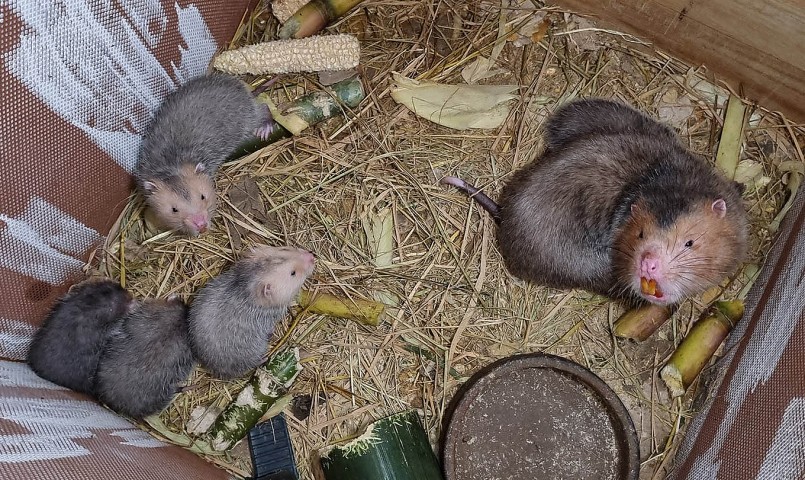 Thức ăn cho dúi chủ yếu là thân cây tre, mía, ngô, khoai, sắn.