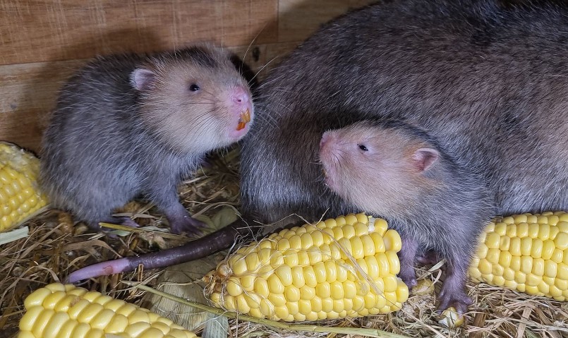 Trang trại nuôi dúi má vàng và dúi mốc đại của anh 