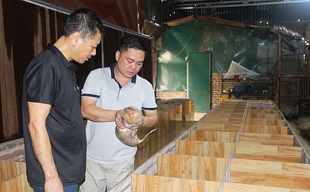 Anh Hùng chia sẻ với khách hàng đến tìm hiểu về kỹ thuật nuôi dúi.