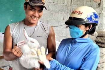 Nuôi thỏ ngoại siêu to nơi cát bỏng, bất ngờ cứ cho ăn là lớn lãi hàng tỷ đồng mỗi năm