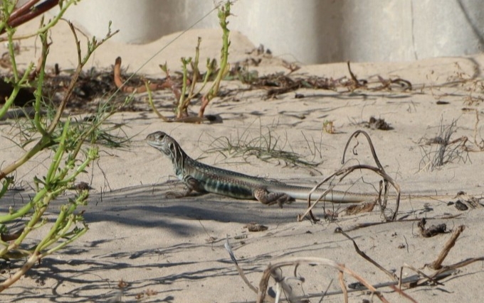 Sống trong môi trường tự nhiên, con dông có sức đề kháng tốt, rất dễ nuôi. Ảnh: Việt Quốc Sống trong môi trường tự nhiên, con dông có sức đề kháng tốt, rất dễ nuôi. Ảnh: Việt Quốc