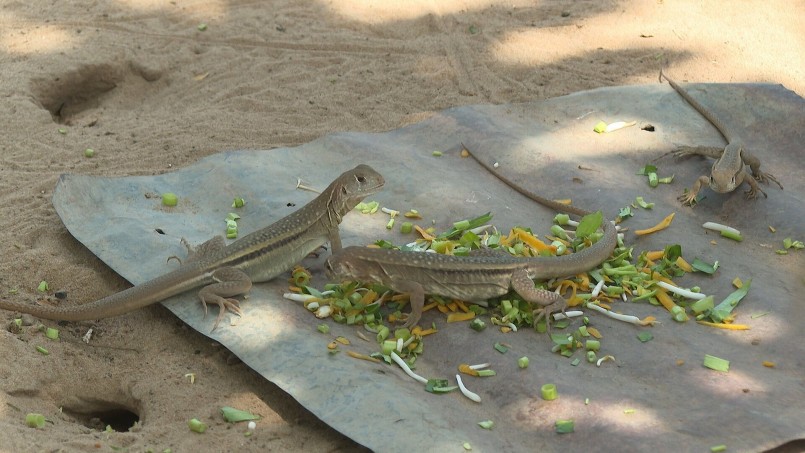 Mô hình nuôi dông-nuôi con đặc sản ở huyện Bắc Bình, tỉnh Bình Thuận. Mô hình nuôi dông-nuôi con đặc sản ở huyện Bắc Bình, tỉnh Bình Thuận.