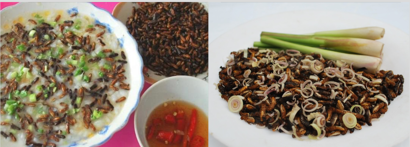 Mối có thể chế biến thành nhiều món ăn khác nhau