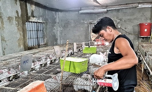 Trại nuôi thỏ được đầu tư hiện đại khép kín.