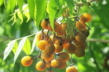 Quả bồ hòn đặc biệt thế nào mà có giá nửa triệu/kg, còn là 'thước đo' hạnh phúc vợ chồng