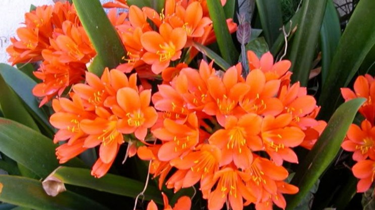 Những loại hoa trồng trong nước sẽ lớn nhanh hơn cỏ dại, nở hoa liên tục thành thảm