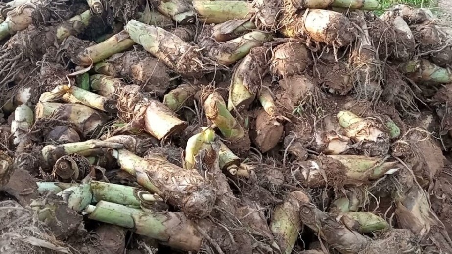 Loại củ xưa đầy không ai ăn, giờ thành đặc sản được người giàu "săn lùng"