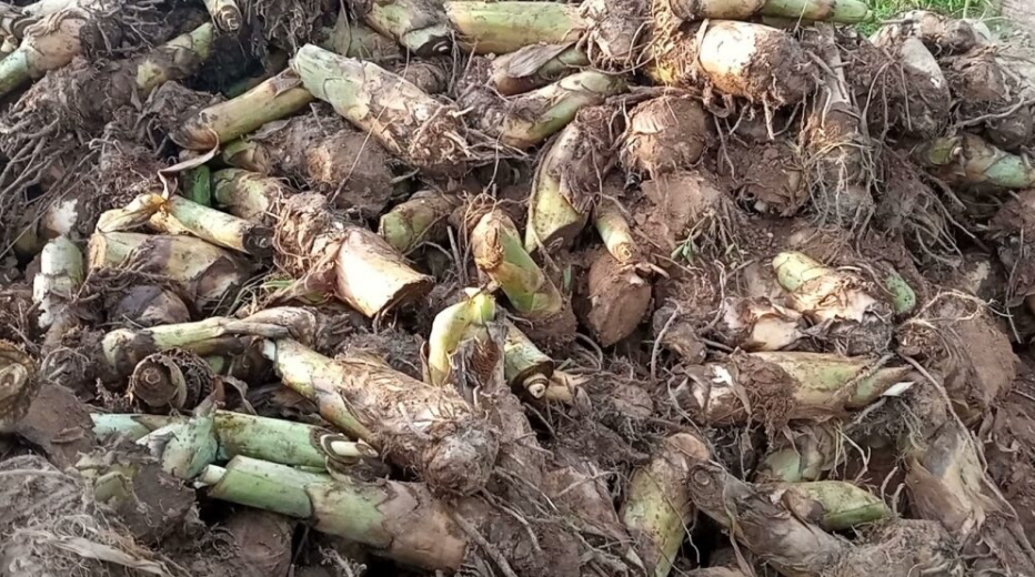 Loại củ xưa đầy không ai ăn, giờ thành đặc sản được người giàu "săn lùng"