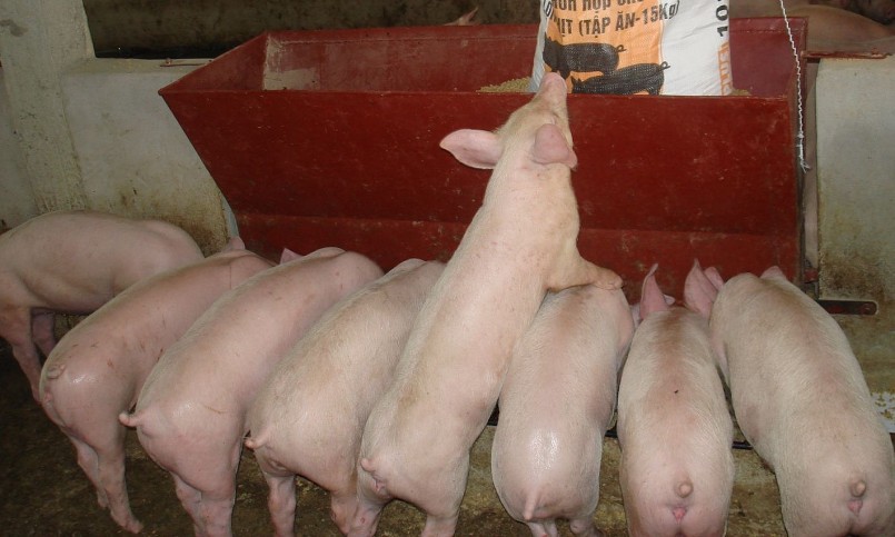 Giá heo hơi hôm nay (15/2) giảm đồng loạt, có nơi tới 3.000 đồng/kg.