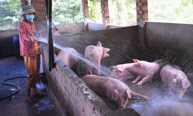 Giá heo hơi hôm nay tiếp đà giảm, do nguồn cung dồi dào nhưng chủ yếu là chăn nuôi nhỏ lẻ nên sức cạnh tranh yếu.