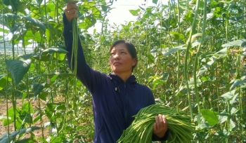 Trồng loại đậu quả dài cả mét đem ngâm muối nông dân kiếm bộn tiền nhờ xuất khẩu sang Nhật
