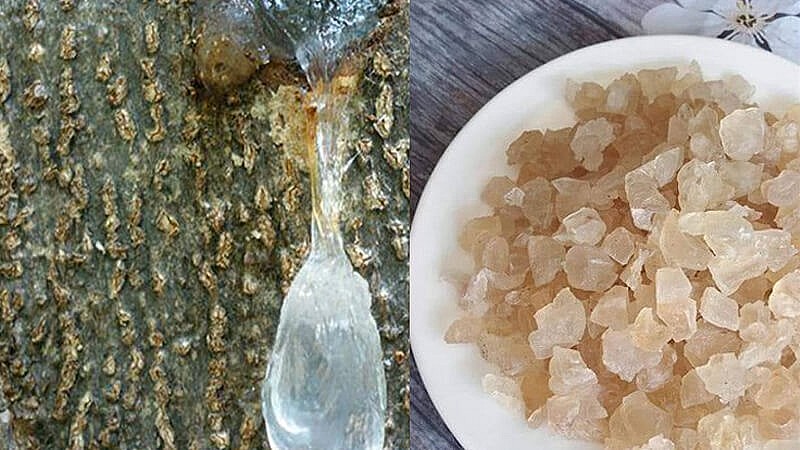Tuyết yến được lấy từ nhựa cây tuyết yến Tuyết yến được lấy từ nhựa cây tuyết yến