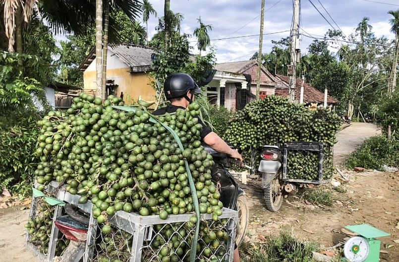 Thương lái vào tận vườn thu gom cau non.