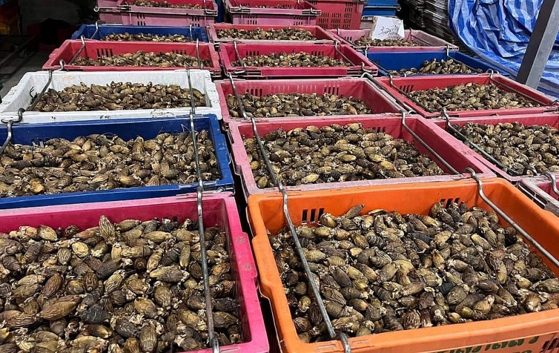 Cau được sấy khô rồi xuất khẩu sang Trung Quốc.