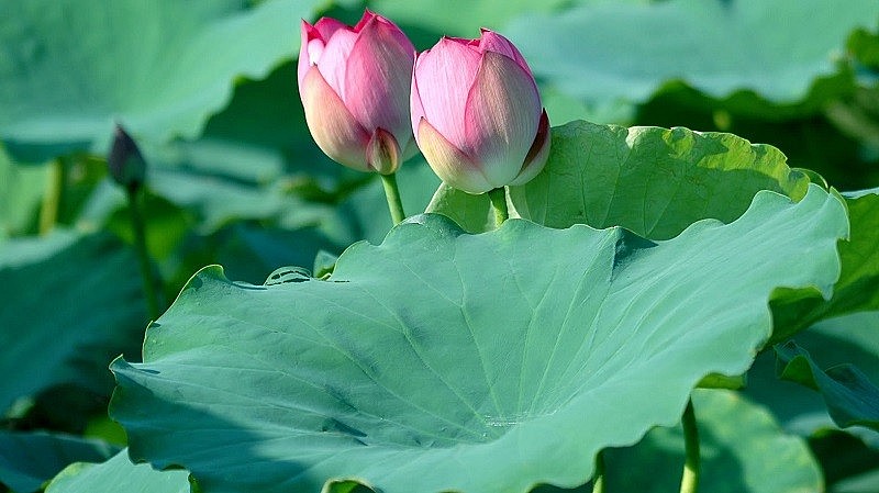 Loại lá xưa mọc đầy đầm không ai ngó, nay đem phơi khô là tiên dược giúp người dân “hốt bạc”