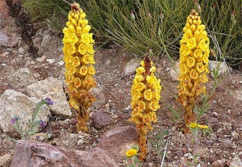 Loại cây ký sinh mọc hoang, tưởng ít tác dụng, ai ngờ được ví là “nhân sâm sa mạc”, vị thuốc phòng the