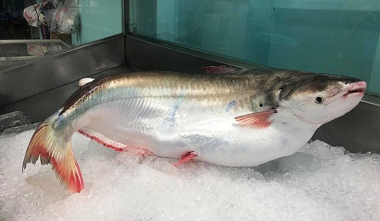 Cá bông lau thuộc chi cá tra Cá bông lau thuộc chi cá tra