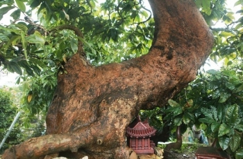 Choáng ngợp trước vườn mai vàng non thiêng Yên Tử, lộ siêu phẩm triệu đô của đại gia kín tiếng