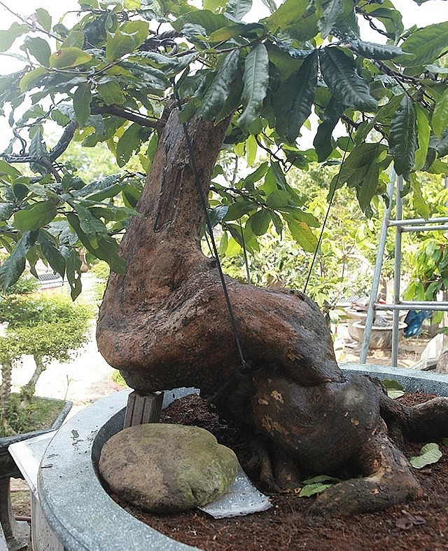 Vườn mai cổ thụ của anh Hoàng không được nhiều người biết đến. Bởi theo anh, đây là những cây mai quý, chỉ những người đặc biệt anh mới cho chiêm ngưỡng.