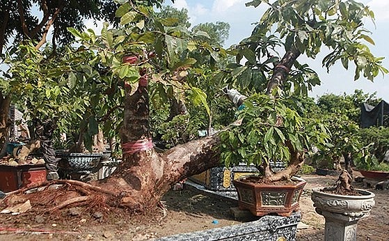 Cũng theo anh Hoàng, toàn bộ cây mai trong vườn được khai thác trong rừng sâu, trên núi cao và hợp pháp.