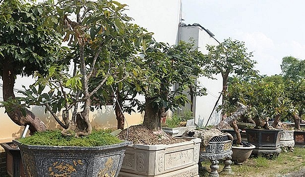 Trong gần 200 cây mai cổ thụ, không cây nào giống cây nào, mỗi cây một dáng và hoa khác nhau.